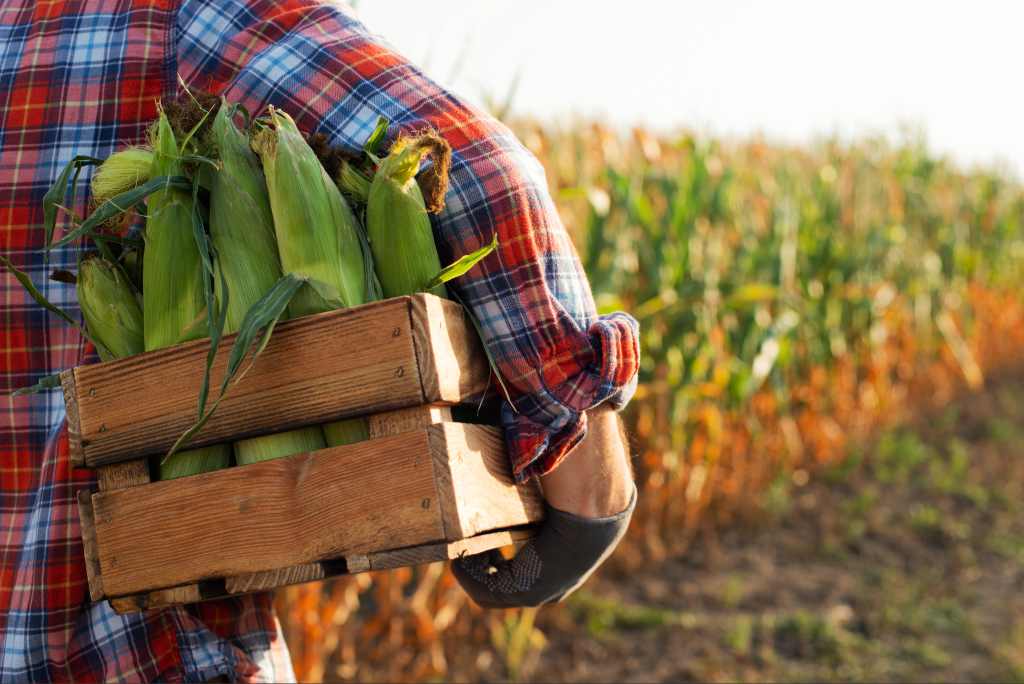 trabalho rural na infância e adolescência conta para aposentadoria do agricultor